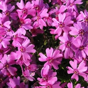Flox Šidolistý (Phlox) ´Laura´, kont.C1L